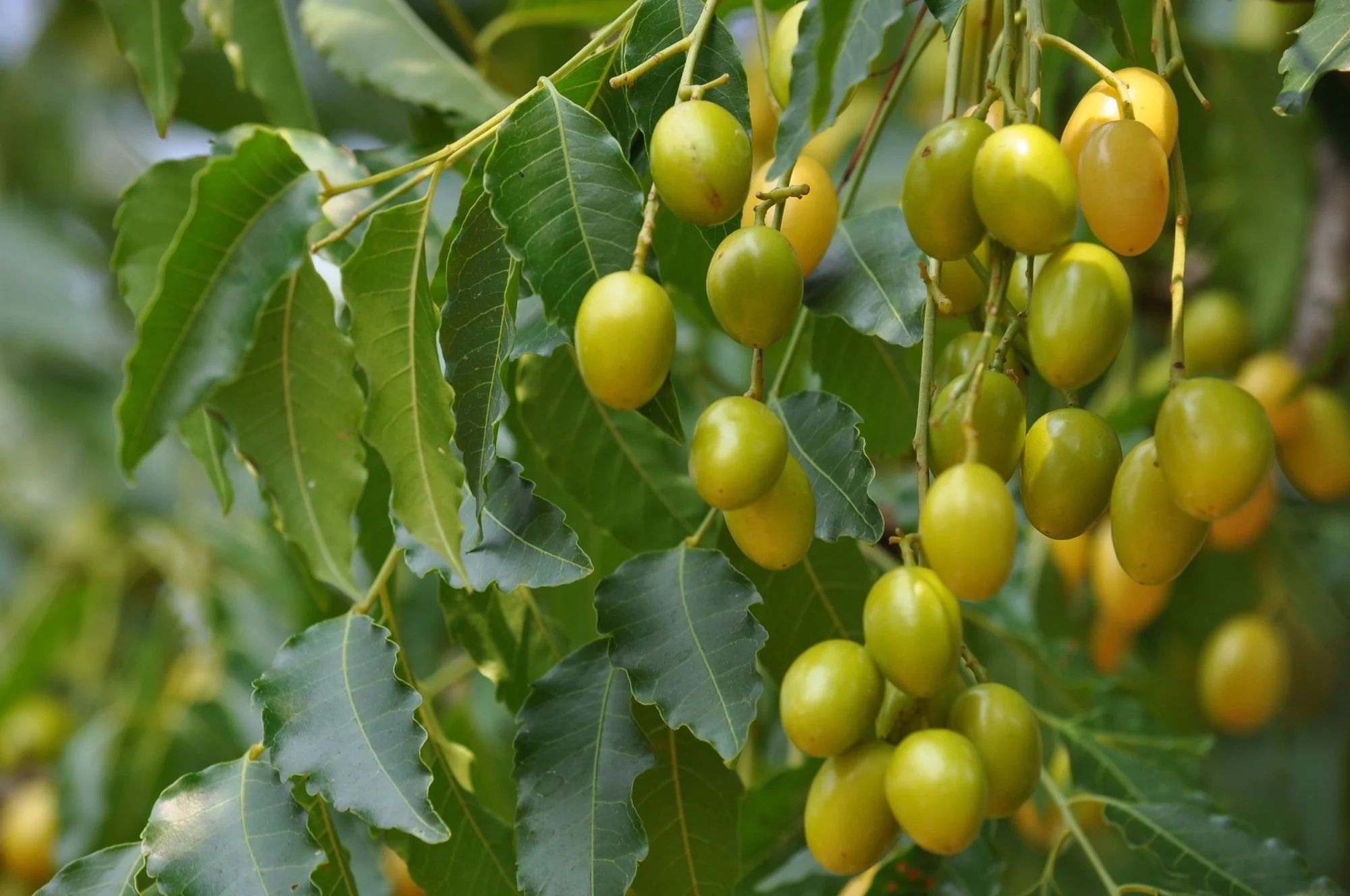 Neem in disease prevention and therapeutic management